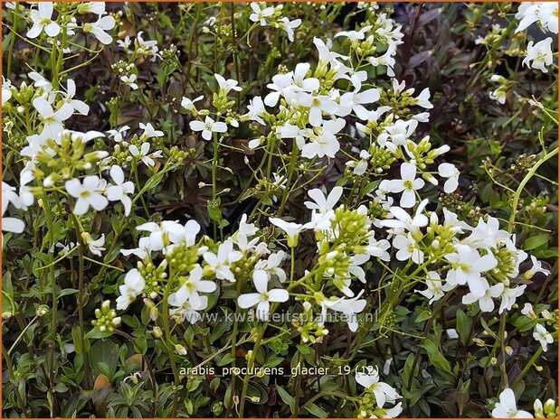 Arabis procurrens 'Glacier' | Randjesbloem | Karpaten-Schaumkresse