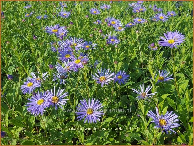 Aster frikartii 'Wunder von Stäfa' | Aster | Frikarts Aster