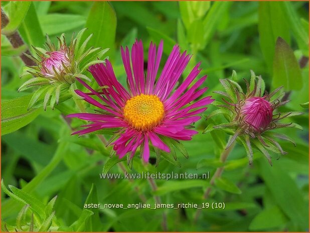 Aster novae-angliae 'James Ritchie' | Nieuw-Engelse aster, Herfstaster, Aster | Raublatt-Aster