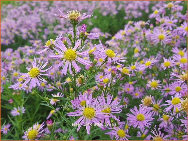 Aster 'Pink Star' | Aster | Aster