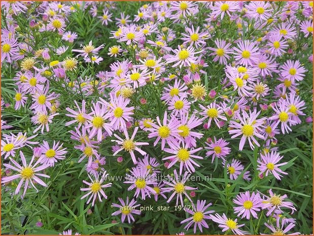 Aster 'Pink Star' | Aster | Aster