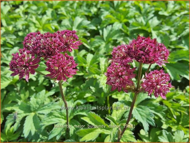 Astrantia major 'Burgundy Manor' | Zeeuws knoopje, Groot sterrenscherm | Große Sterndolde