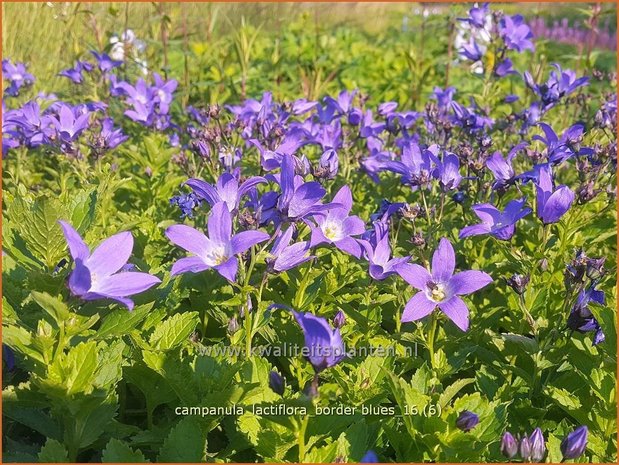 Campanula lactiflora &#x0027;Border Blues&#x0027; | Klokjesbloem | Dolden-Glockenblume