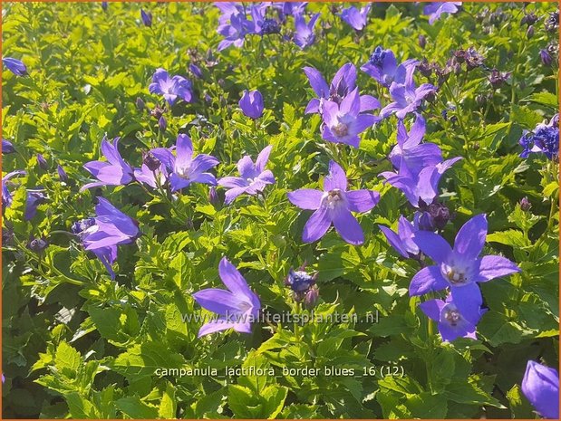 Campanula lactiflora &#x0027;Border Blues&#x0027; | Klokjesbloem | Dolden-Glockenblume