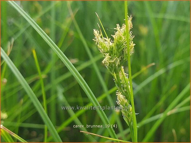 Carex brunnea | Zegge | Bräunliche Segge