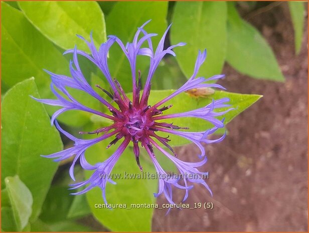 Centaurea montana 'Coerulea' | Bergkorenbloem, Bergcentaurie, Korenbloem, Centaurie | Berg-Flockenblume