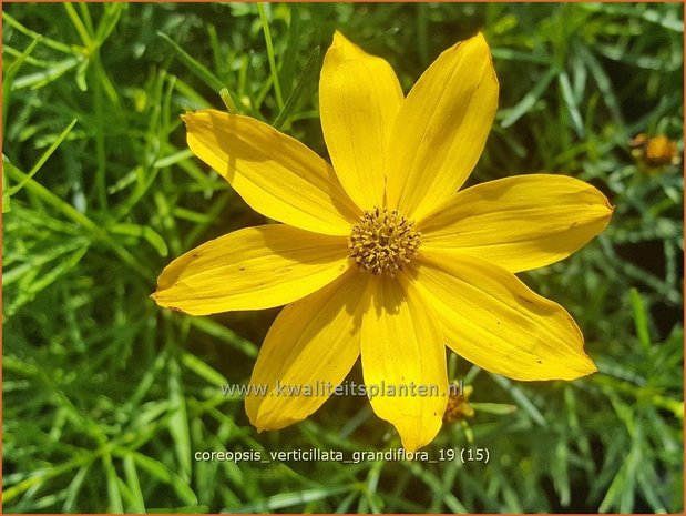 Coreopsis verticillata 'Grandiflora' | Meisjesogen | Quirlblättriges Mädchenauge