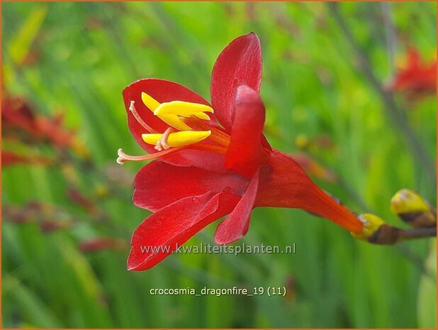 Crocosmia 'Dragonfire' | Montbretia | Montbretie