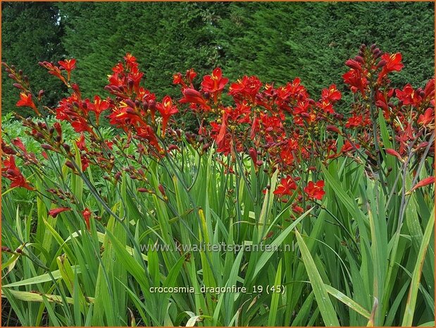 Crocosmia 'Dragonfire' | Montbretia | Montbretie