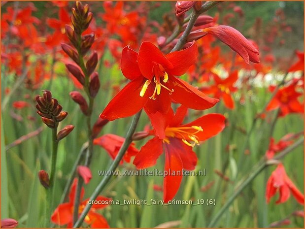 Crocosmia 'Twilight Fairy Crimson' | Montbretia | Montbretie