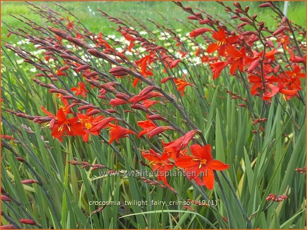 Crocosmia 'Twilight Fairy Crimson' | Montbretia | Montbretie