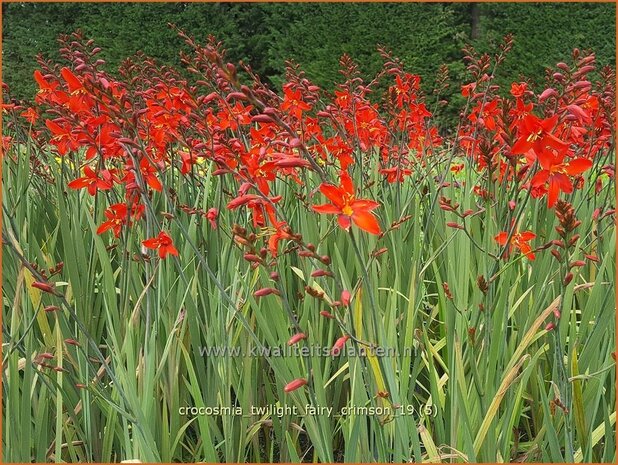 Crocosmia 'Twilight Fairy Crimson' | Montbretia | Montbretie