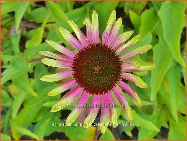 Echinacea purpurea 'Green Twister' | Rode zonnehoed, Zonnehoed | Roter Sonnenhut