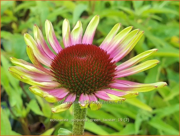 Echinacea purpurea 'Green Twister' | Rode zonnehoed, Zonnehoed | Roter Sonnenhut