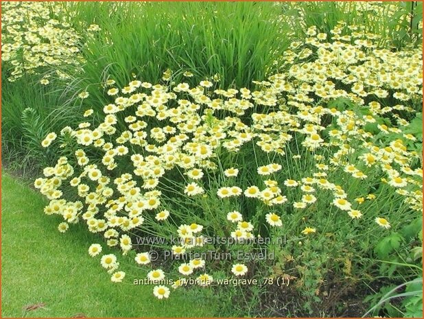 Anthemis hybrida 'Wargrave' | Gele kamille, Verfkamille, Kamille | Färberkamille