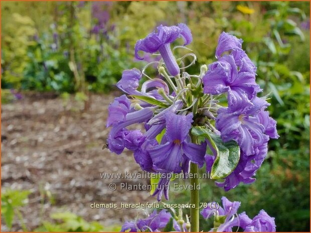 Clematis heracleifolia 'Cassandra' | Bosrank, Clematis | Breitblättrige Waldrebe