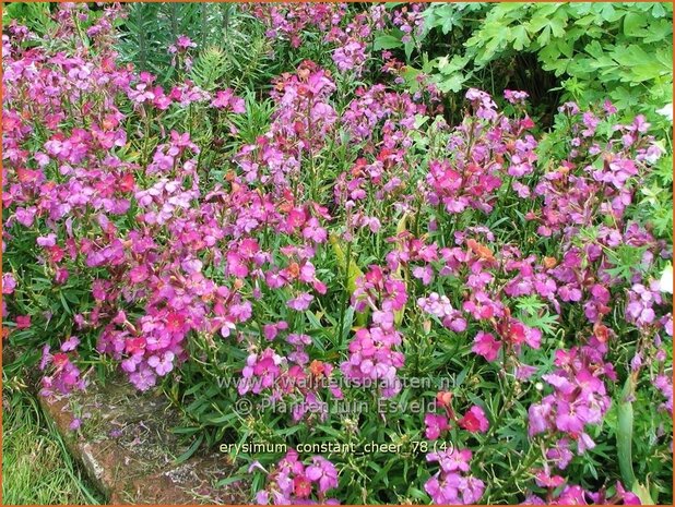 Erysimum 'Constant Cheer' | Vaste muurbloem, Steenraket, Muurbloem | Schöterich