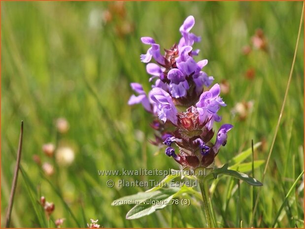 Prunella vulgaris | Brunel, Bijenkorfje | Gemeine Braunelle