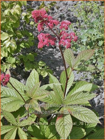 Rodgersia pinnata 'Crug Cardinal' | Schout-bij-nacht, Kijkblad | Fiederblättriges Schaublatt