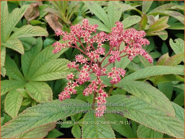 Rodgersia pinnata 'Crug Cardinal' | Schout-bij-nacht, Kijkblad | Fiederblättriges Schaublatt