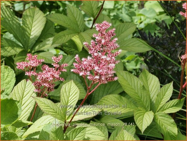 Rodgersia pinnata 'Maurice Mason' | Schout-bij-nacht, Kijkblad | Fiederblättriges Schaublatt