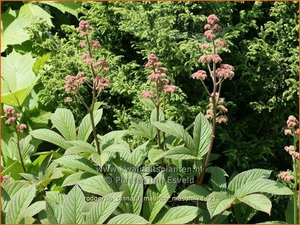 Rodgersia pinnata 'Maurice Mason' | Schout-bij-nacht, Kijkblad | Fiederblättriges Schaublatt