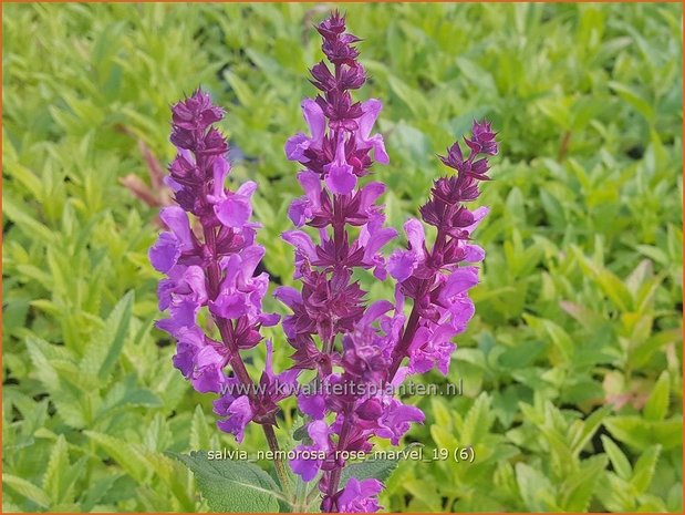 Salvia nemorosa 'Rose Marvel' | Bossalie, Salie, Salvia | Steppensalbei