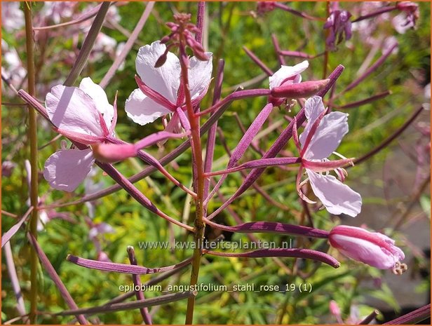 Epilobium angustifolium 'Stahl Rose' | Wilgenroosje | Waldweidenröschen