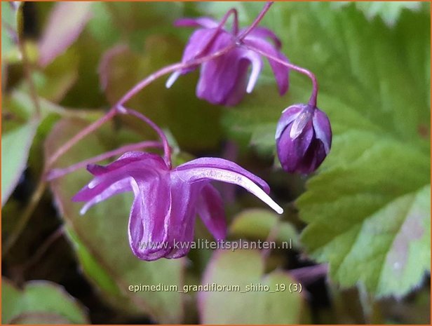 Epimedium grandiflorum 'Shiho' | Elfenbloem | Großblütige Elfenblume