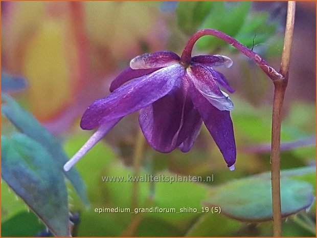 Epimedium grandiflorum 'Shiho' | Elfenbloem | Großblütige Elfenblume