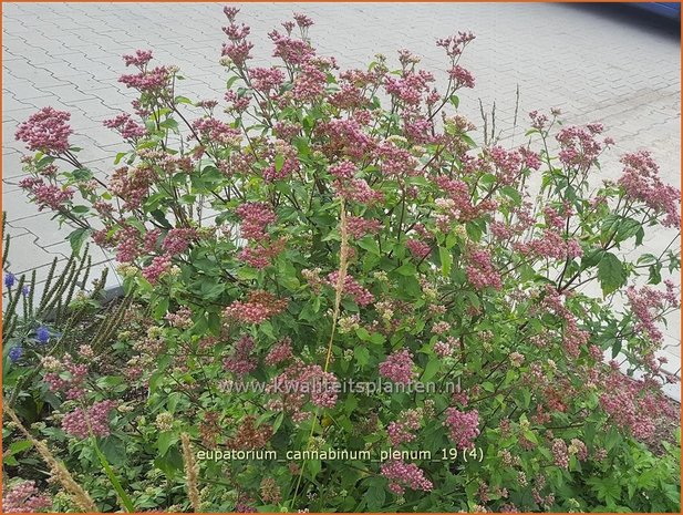 Eupatorium cannabinum 'Plenum' | Koninginnekruid, Leverkruid | Gewöhnlicher Wasserdost