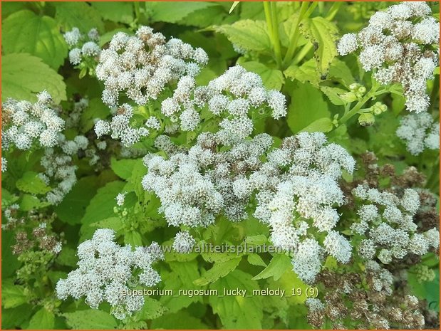 Eupatorium rugosum 'Lucky Melody' | Koninginnekruid, Leverkruid | Braunblättriger Wasserdost