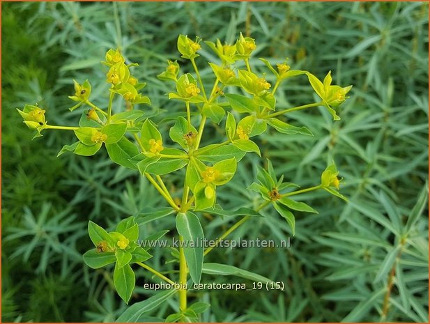 Euphorbia ceratocarpa | Wolfsmelk | Hornfr&#x00fc;chtige Wolfsmilch