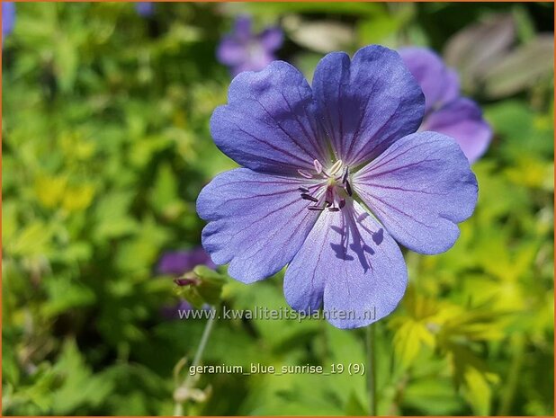 Geranium 'Blue Sunrise' | Ooievaarsbek, Tuingeranium | Storchschnabel