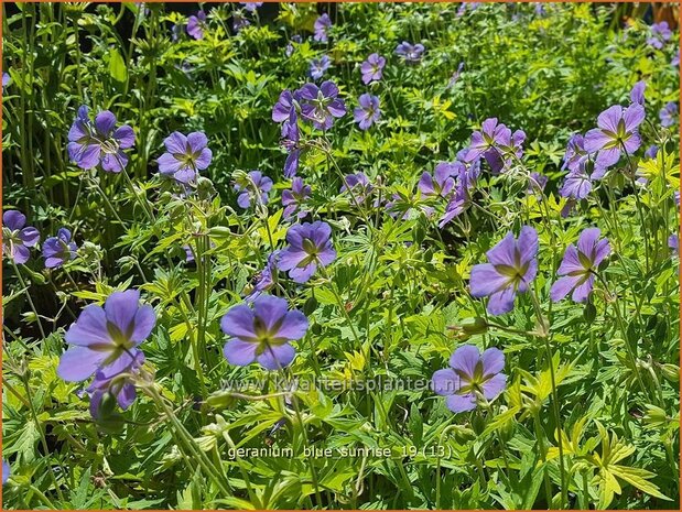 Geranium 'Blue Sunrise' | Ooievaarsbek, Tuingeranium | Storchschnabel