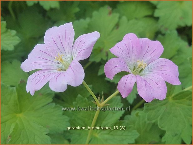 Geranium 'Bremdream' | Ooievaarsbek, Tuingeranium | Storchschnabel