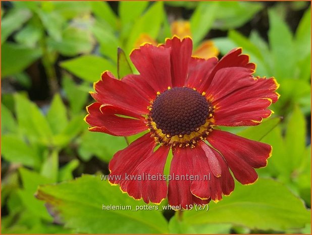 Helenium 'Potter's Wheel' | Zonnekruid | Sonnenbraut