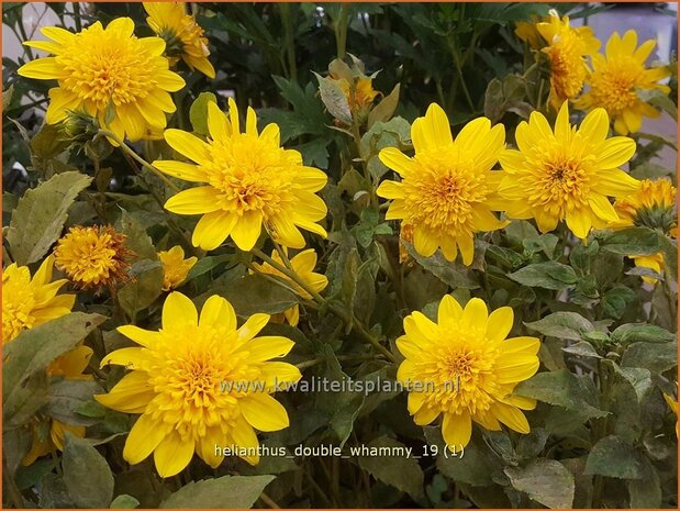 Helianthus &#x0027;Double Whammy&#x0027; | Vaste zonnebloem | Stauden-Sonnenblume