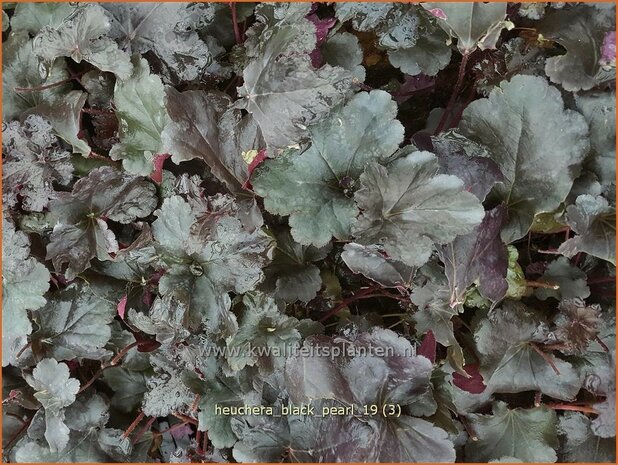 Heuchera 'Black Pearl' | Purperklokje | Purpurglöckchen