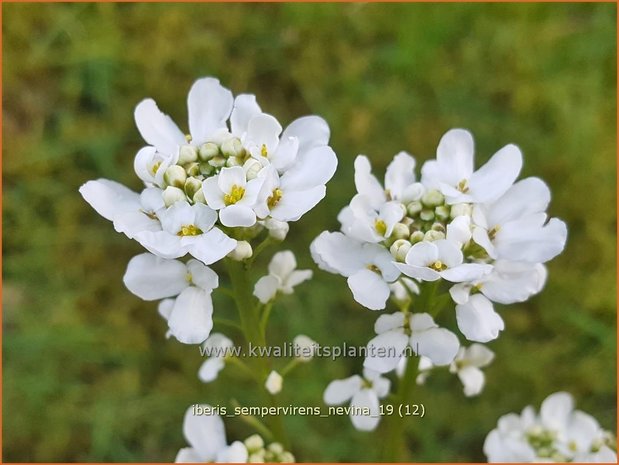 Iberis sempervirens 'Nevina' | Scheefbloem, Scheefkelk | Immergrüne Schleifenblume