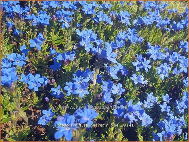 Lithodora diffusa 'Heavenly Blue' | Parelzaad, Steenzaad | Südlicher Scheinsteinsame