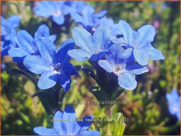 Lithodora diffusa 'Heavenly Blue' | Parelzaad, Steenzaad | Südlicher Scheinsteinsame