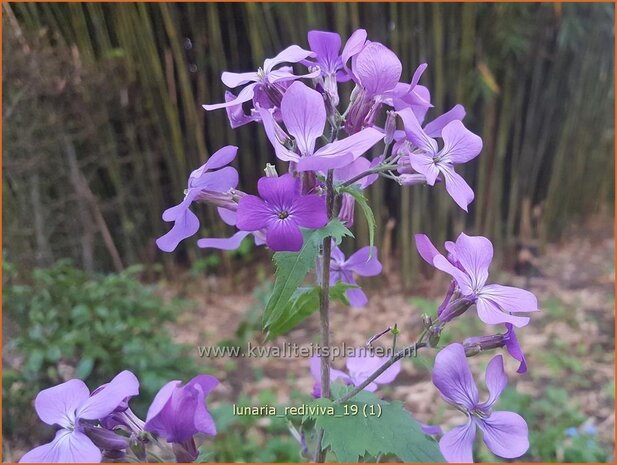 Lunaria annua | Judaspenning | Einjähriges Silberblatt