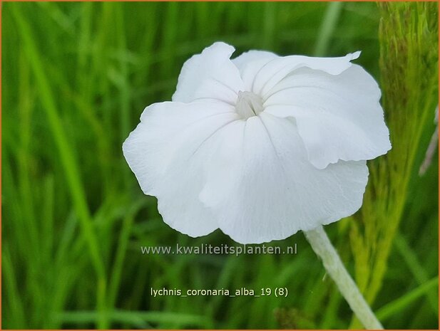 Lychnis coronaria 'Alba' | Prikneus, Zachtlapje | Kronen-Lichtnelke