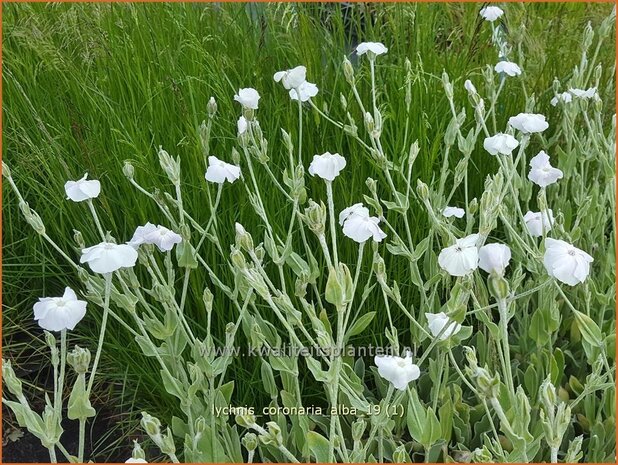 Lychnis coronaria 'Alba' | Prikneus, Zachtlapje | Kronen-Lichtnelke