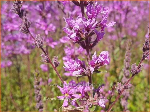 Lythrum salicaria 'Lady Sackville' | Kattenstaart | Blutweiderich