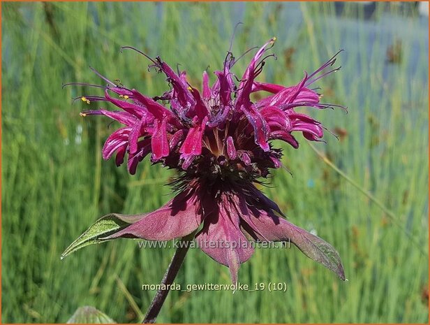 Monarda 'Gewitterwolke' | Bergamotplant, Indianennetel | Indianernessel