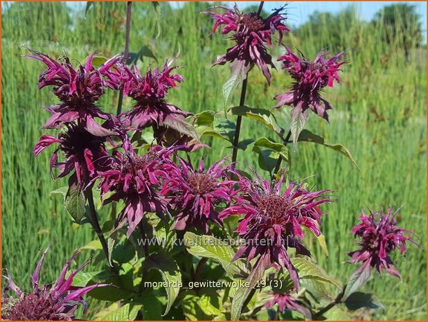 Monarda 'Gewitterwolke' | Bergamotplant, Indianennetel | Indianernessel