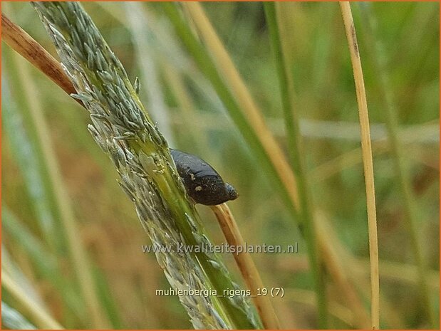 Muhlenbergia rigens | Reh-Haargras