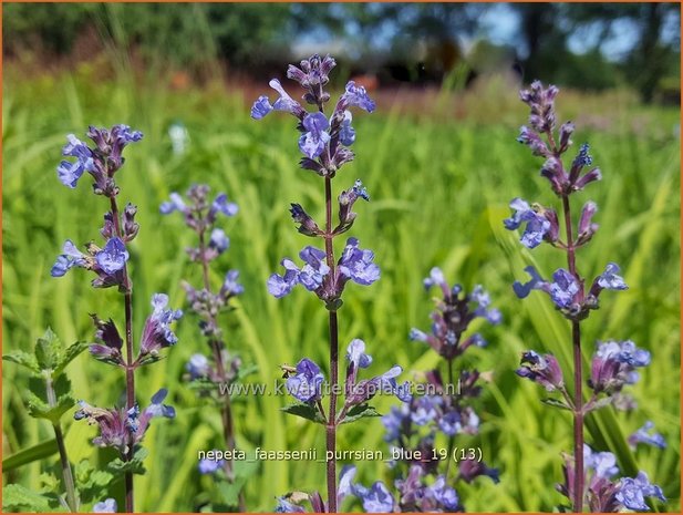 Nepeta faassenii 'Purrsian Blue' | Kattenkruid | Blaue Katzenminze